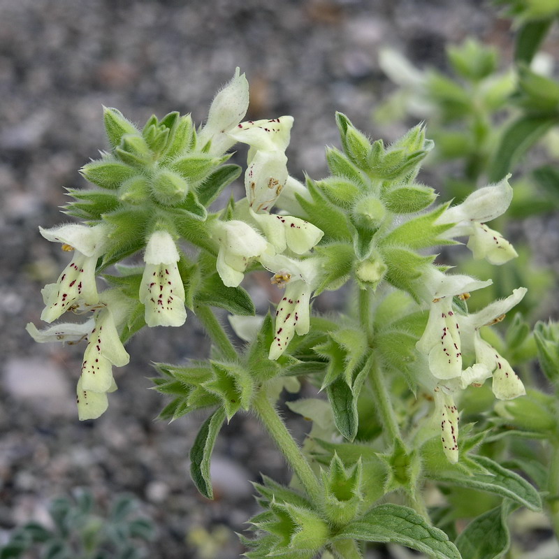 Изображение особи Stachys maritima.