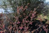 familia Rosaceae. Верхушки веток с цветками и бутонами. Израиль, горный массив Хермон, мошав Неве Атив, в культуре. 02.02.2019.