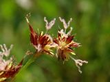 Juncus acutiflorus. Веточка соцветия. Нидерланды, провинция Gelderland, община Bronkhorst, окр. дер. Zelhem, заболоченный берег пруда. 10 июля 2010 г.