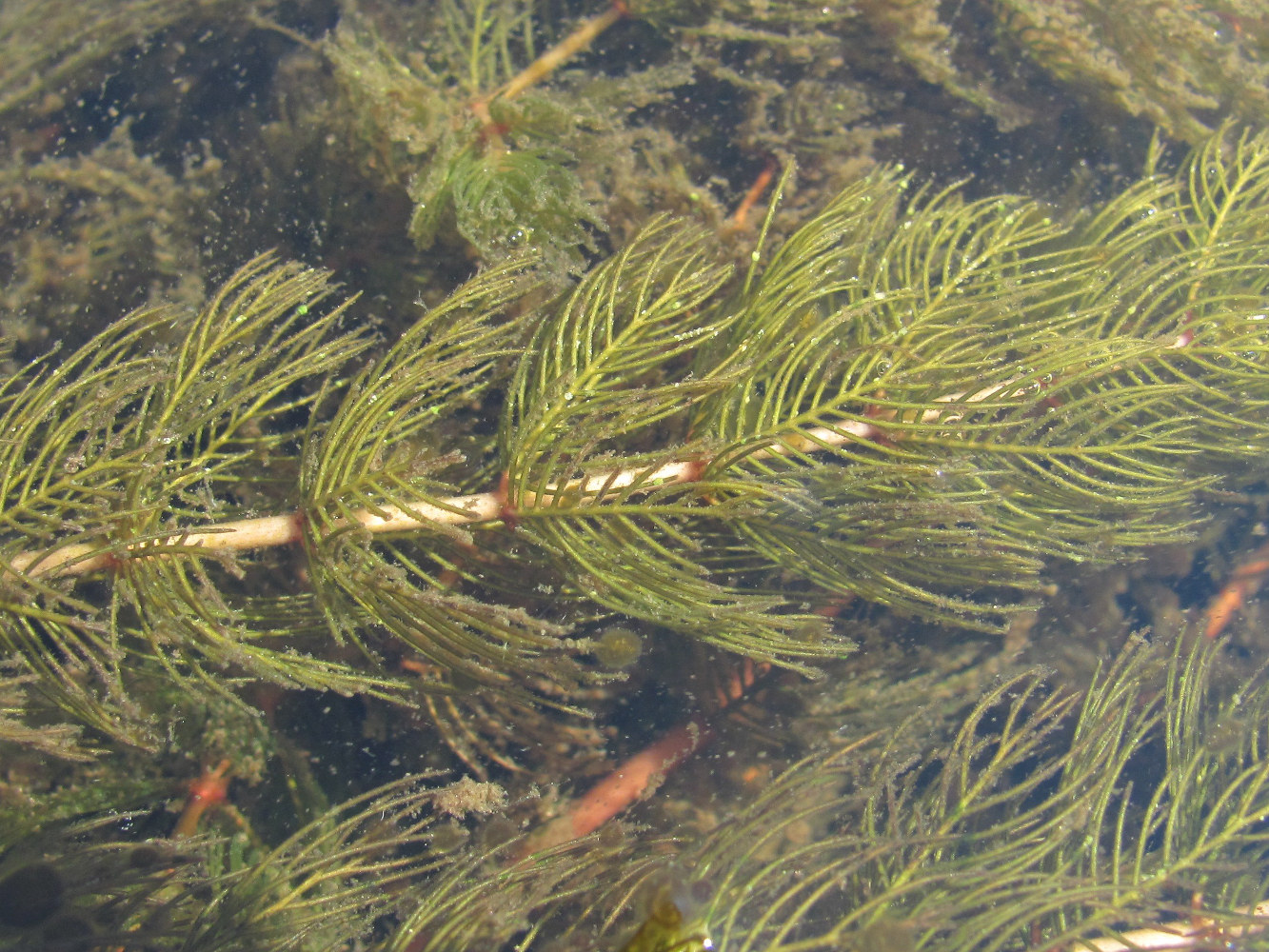 Image of Myriophyllum sibiricum specimen.