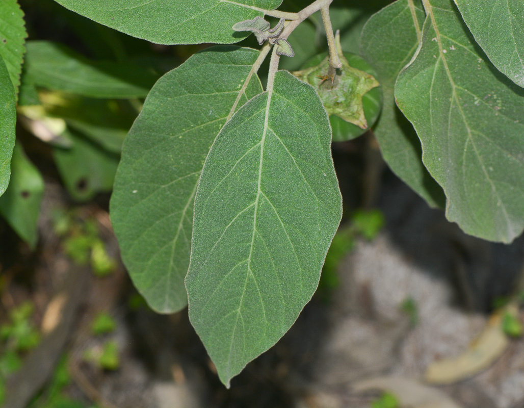 Изображение особи Solanum incanum.