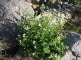 Galium boreale. Цветущее растение. Магаданская обл., окр. г. Магадан, в р-не мыса Островной, каменистый берег ручья. 20.07.2018.