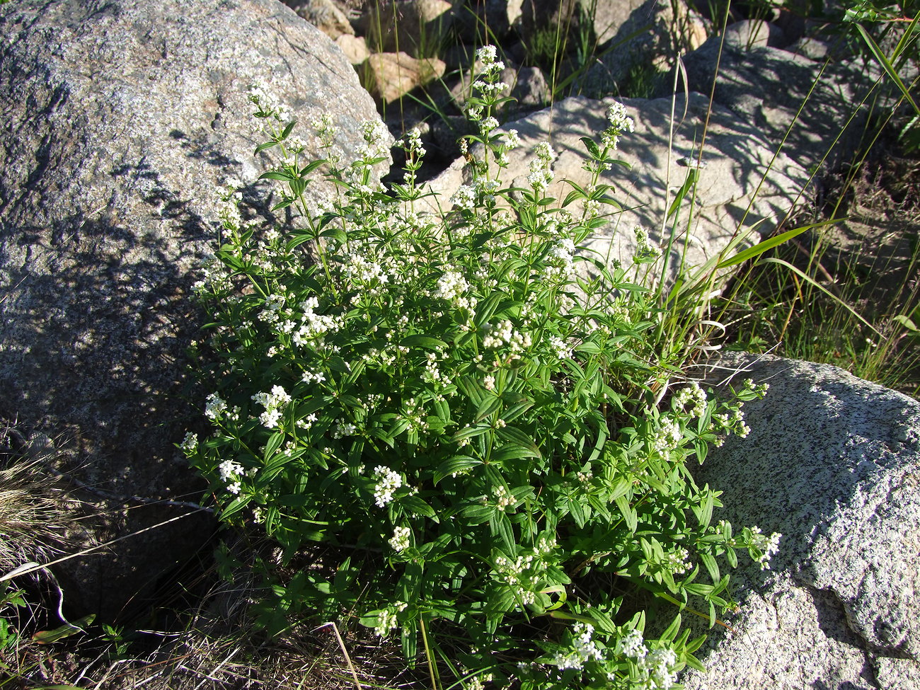 Image of Galium boreale specimen.