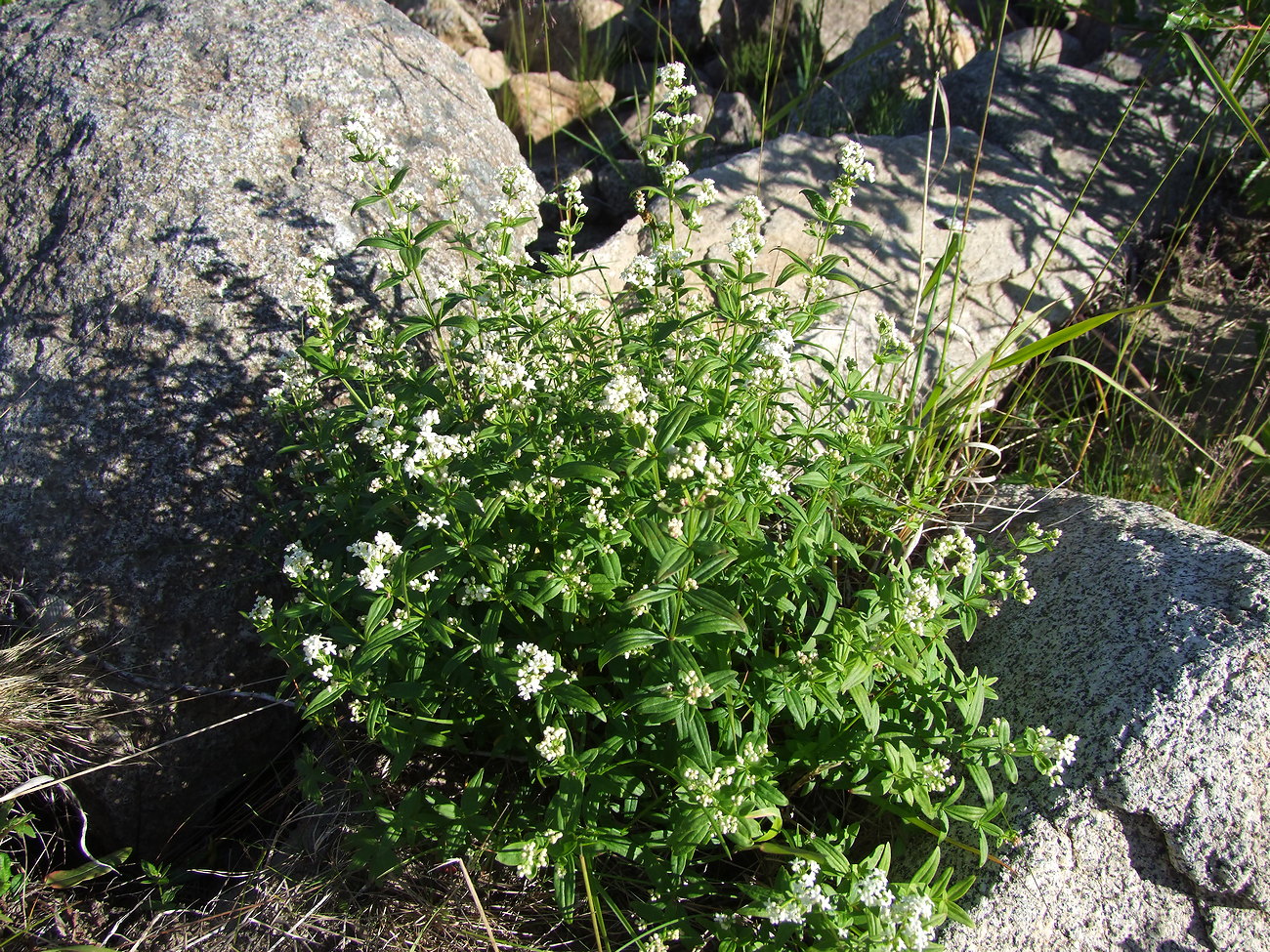 Изображение особи Galium boreale.