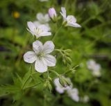 Geranium sylvaticum. Цветки и бутоны (гипохромная форма). Пермский край, Свердловский р-н, территория кладбища \"Южное\", просека под ЛЭП. 22.06.2018.