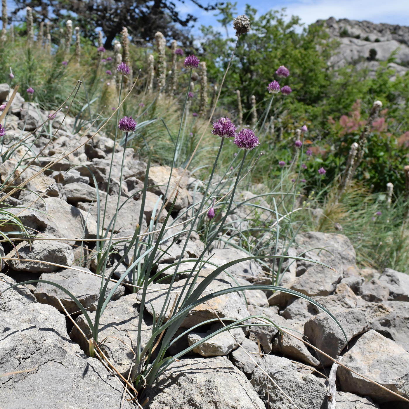 Image of Allium nathaliae specimen.