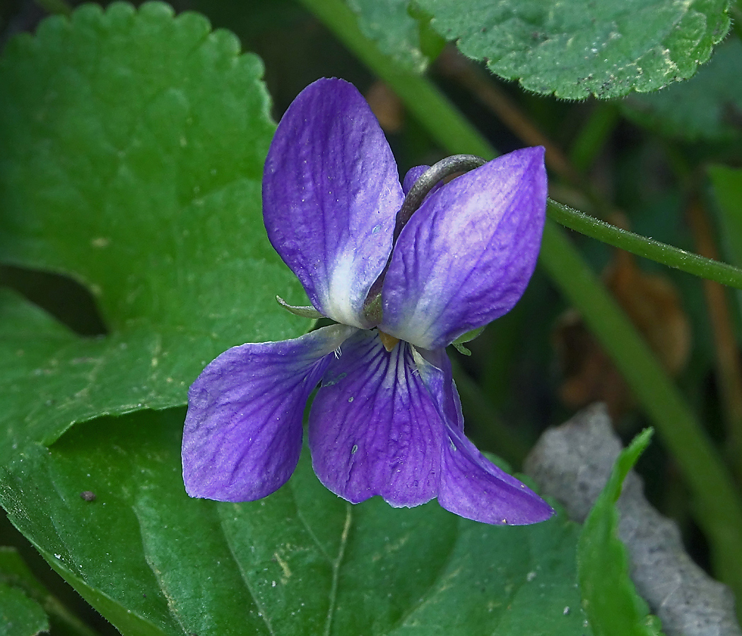 Image of Viola odorata specimen.