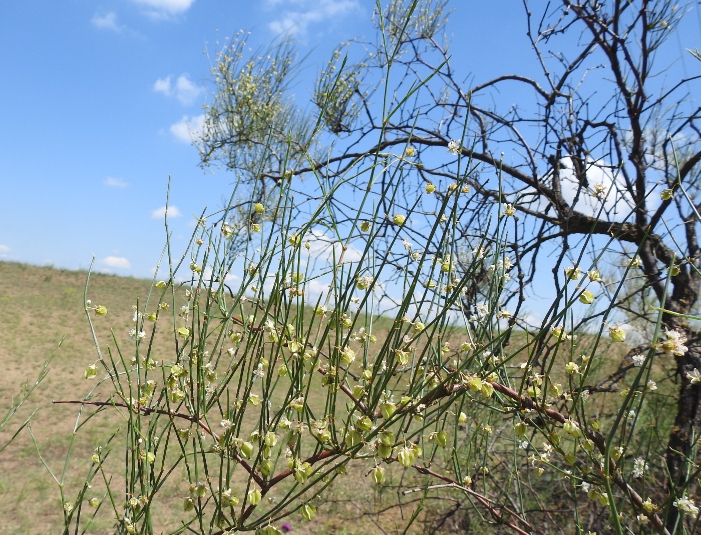 Изображение особи Calligonum aphyllum.