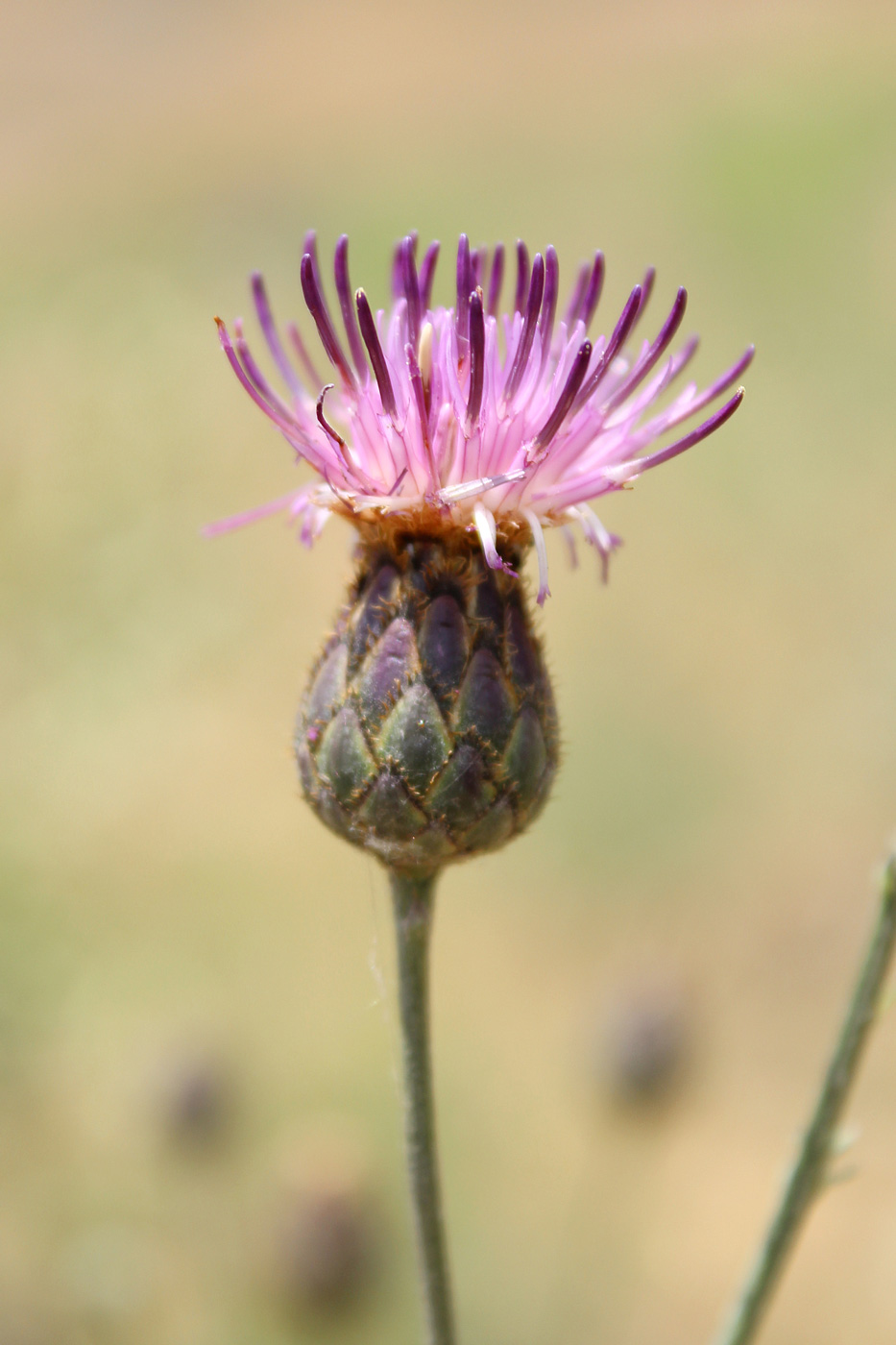 Image of Centaurea adpressa specimen.