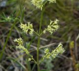 Silene borysthenica. Часть соцветия. Казахстан, Восточно-Казахстанская обл.; Западный Алтай, скл. Ульбинского хребта, окр. с. Ушановское, остепененный каменистый склон. 26.06.2019.