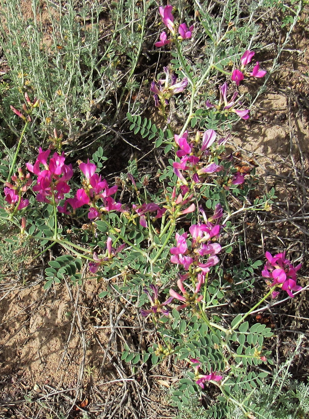 Image of Eversmannia subspinosa specimen.