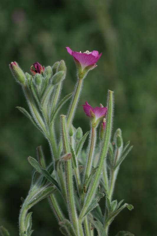 Image of Epilobium villosum specimen.