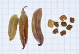 Astragalus boeticus. Плоды и семена разной степени зрелости. Израиль, Шарон, г. Герцлия, старые приморские дюны. 29.04.2019.