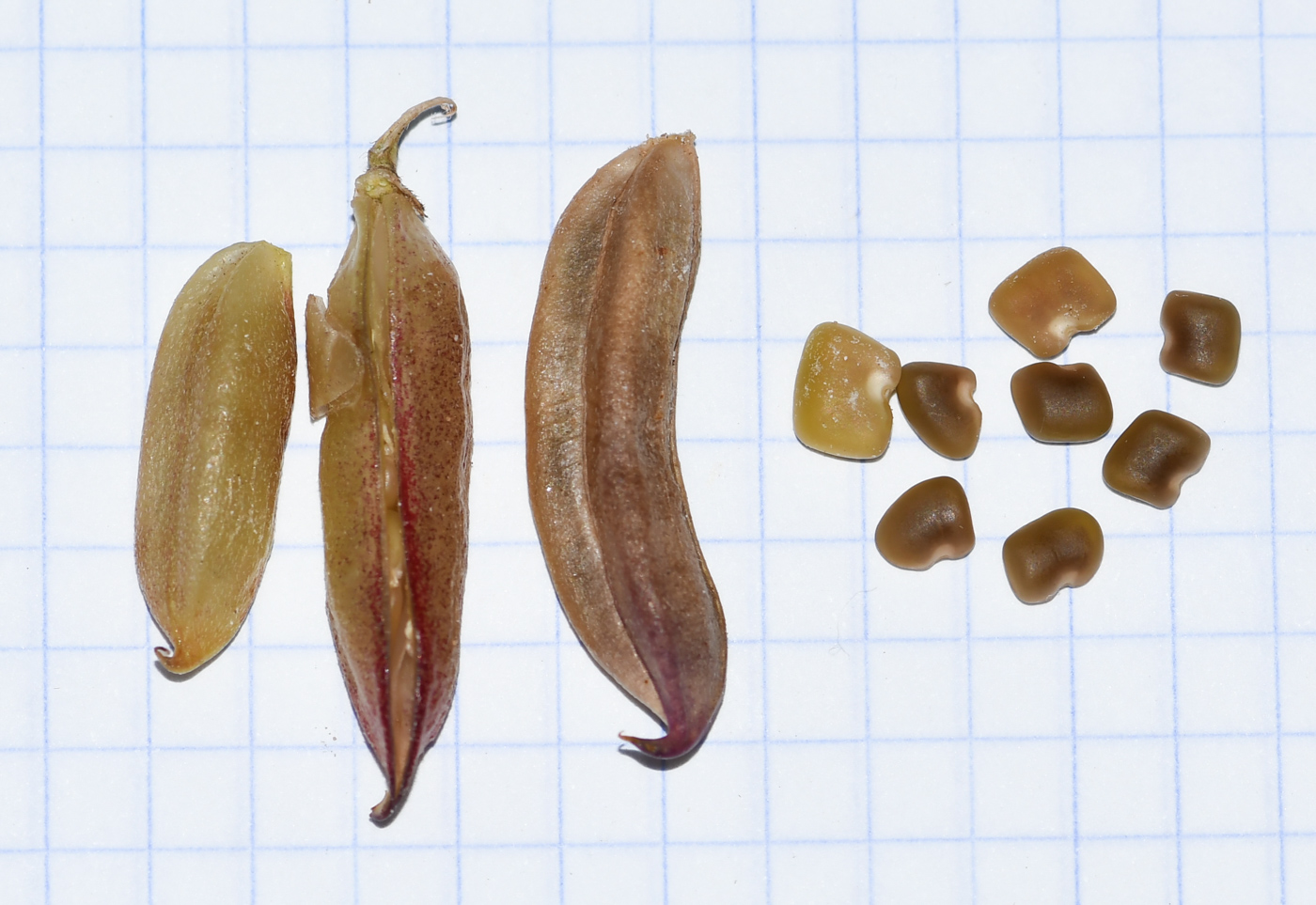 Image of Astragalus boeticus specimen.