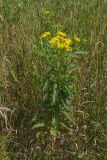 Senecio sarracenicus