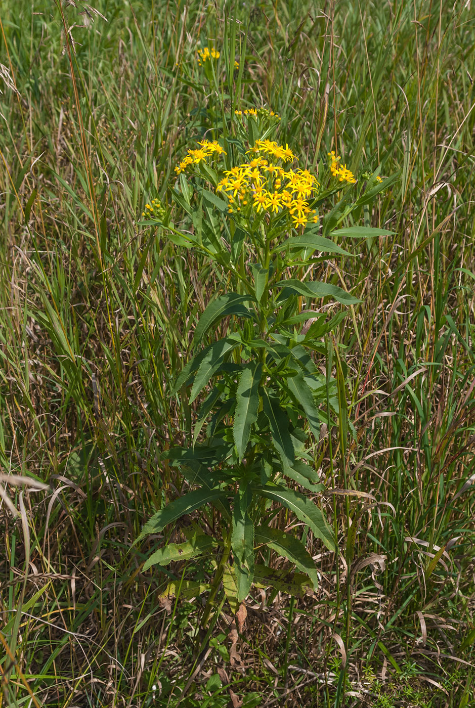 Изображение особи Senecio sarracenicus.