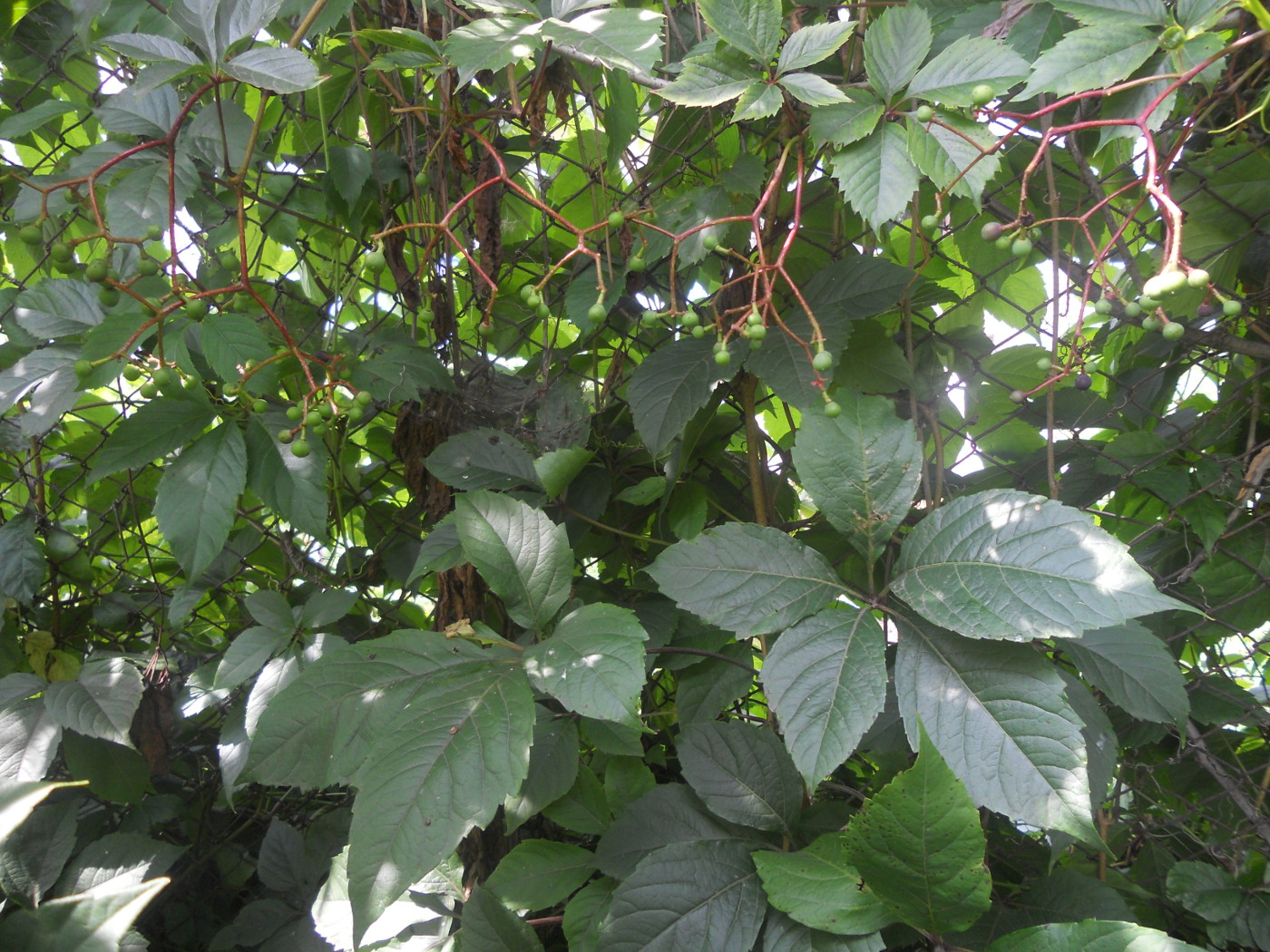 Image of Parthenocissus inserta specimen.