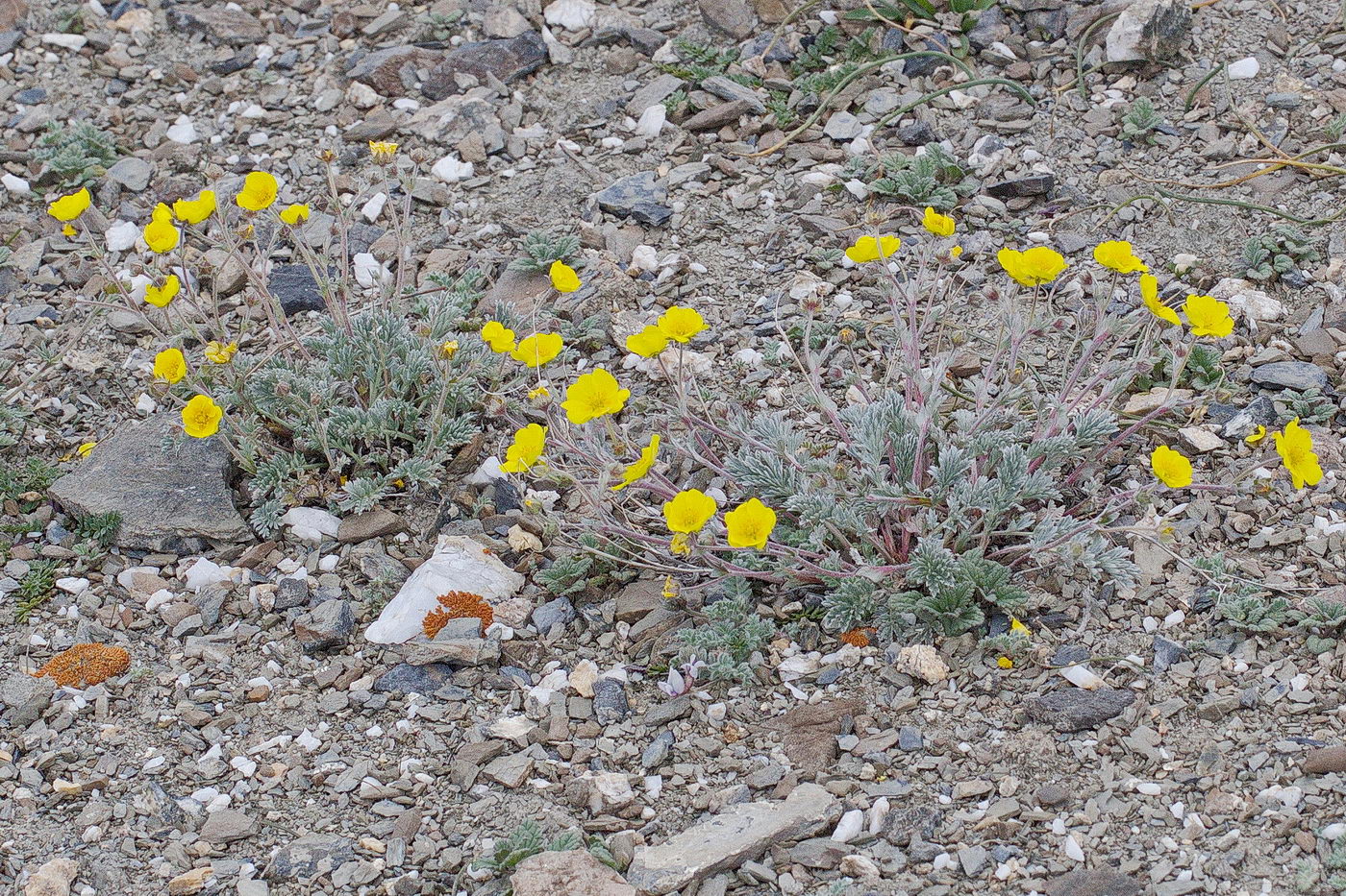 Image of Potentilla pamiroalaica specimen.