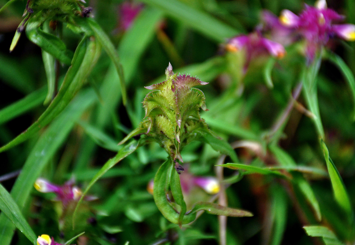 Изображение особи Melampyrum cristatum.