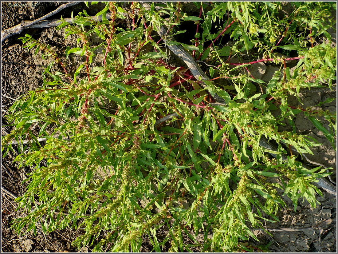 Image of Rumex ucranicus specimen.