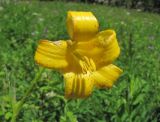 Lilium monadelphum