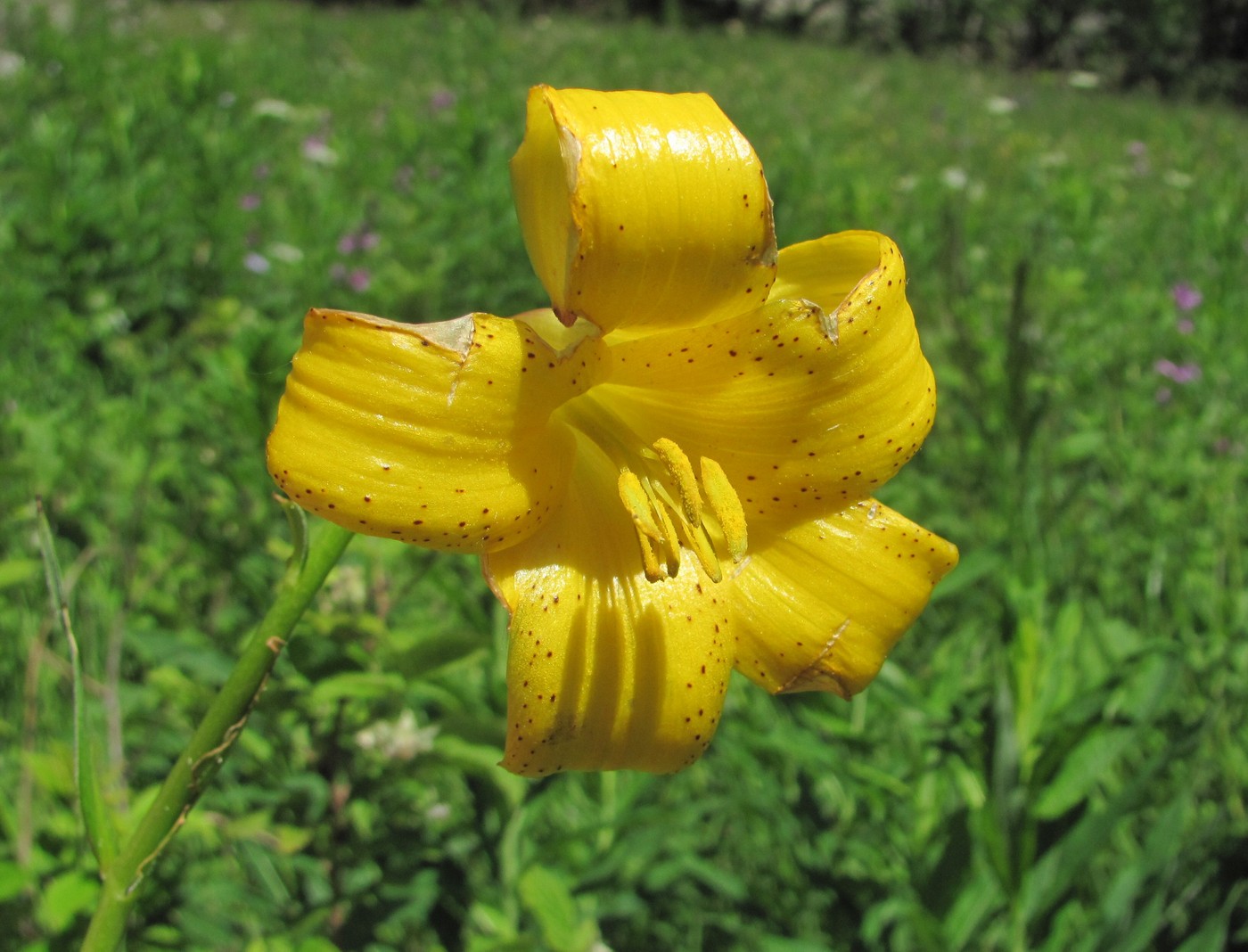 Image of Lilium monadelphum specimen.