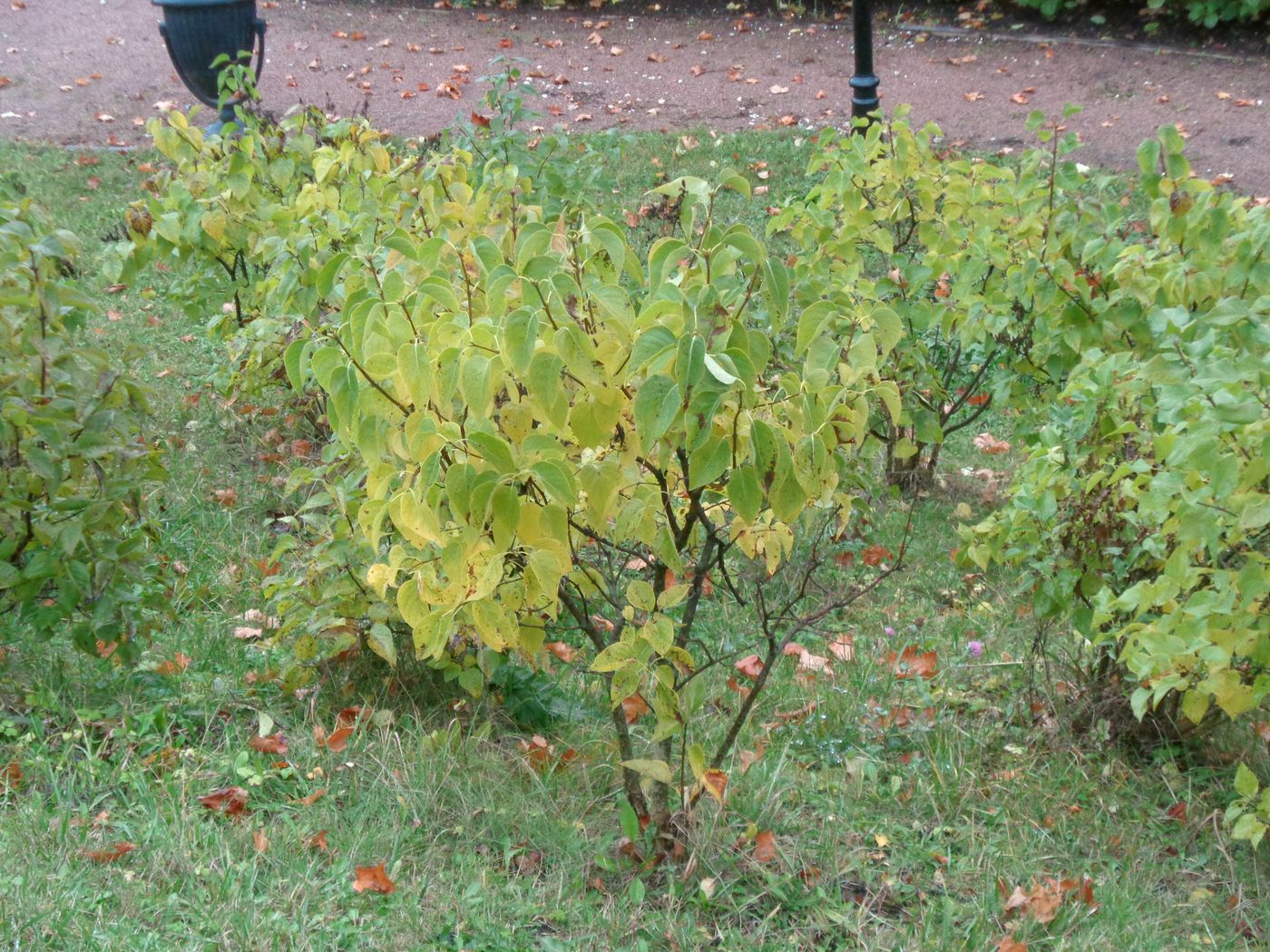 Image of Syringa vulgaris specimen.