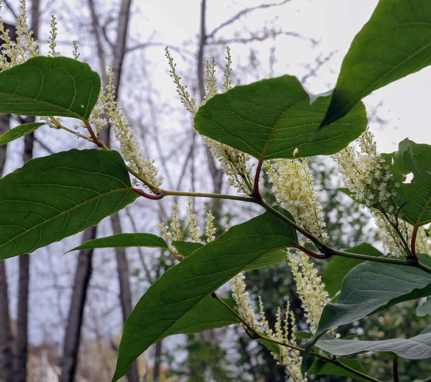 Изображение особи Reynoutria japonica.