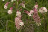 Sanguisorba tenuifolia. Общее соцветие. Сахалинская обл., Охинский р-н, окр. г. Оха, побережье Охотского моря, юго-западный берег залива Кету (Первая бухта), мириково-осоковый участок. 24.07.2017.