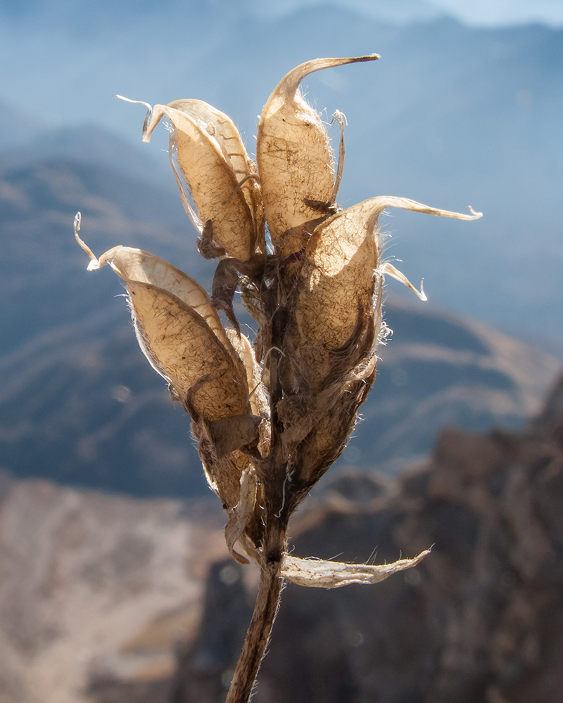 Image of Oxytropis lazica specimen.