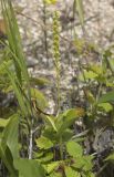 Platanthera ditmariana