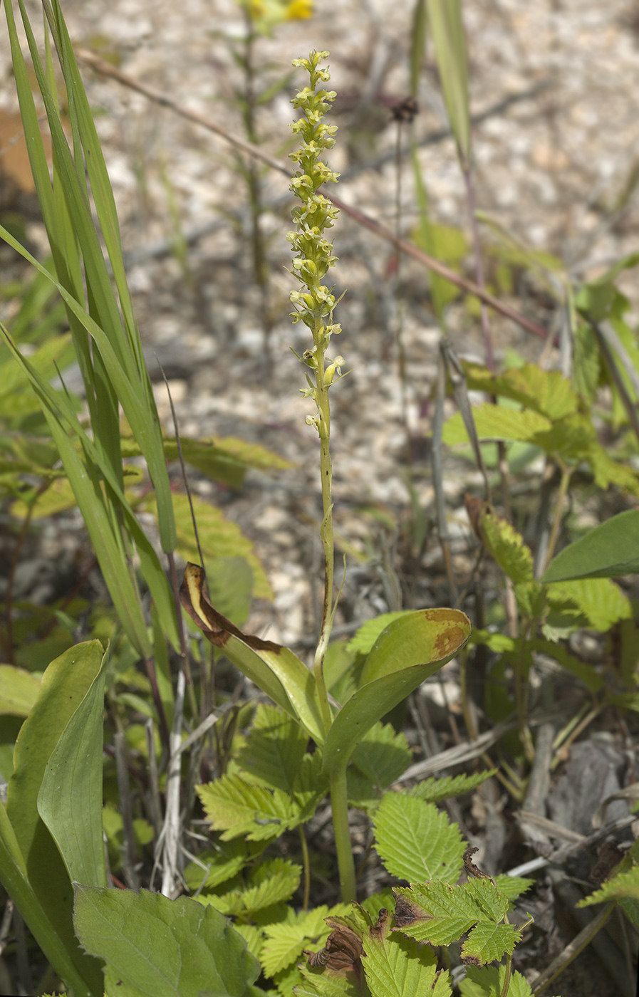 Image of Platanthera ditmariana specimen.