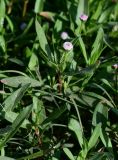 genus Acmella