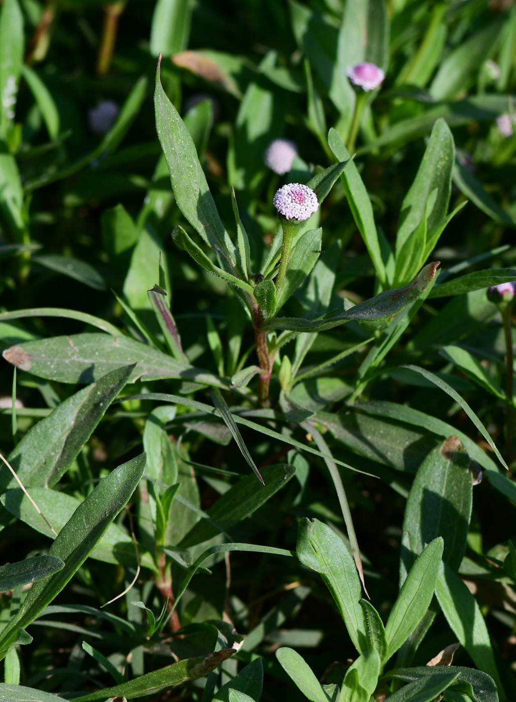 Image of genus Acmella specimen.