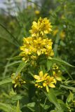 Lysimachia vulgaris