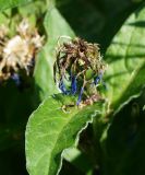 Centaurea montana