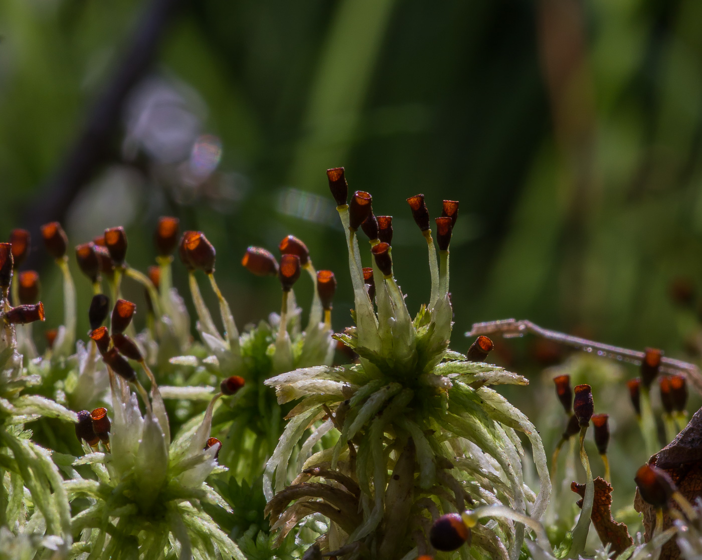 Image of genus Sphagnum specimen.