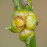 Carex bergrothii. Соплодие. Кировская обл., Кирово-Чепецкий р-н, ур. Большое Каринское Болото. 20.08.2017.