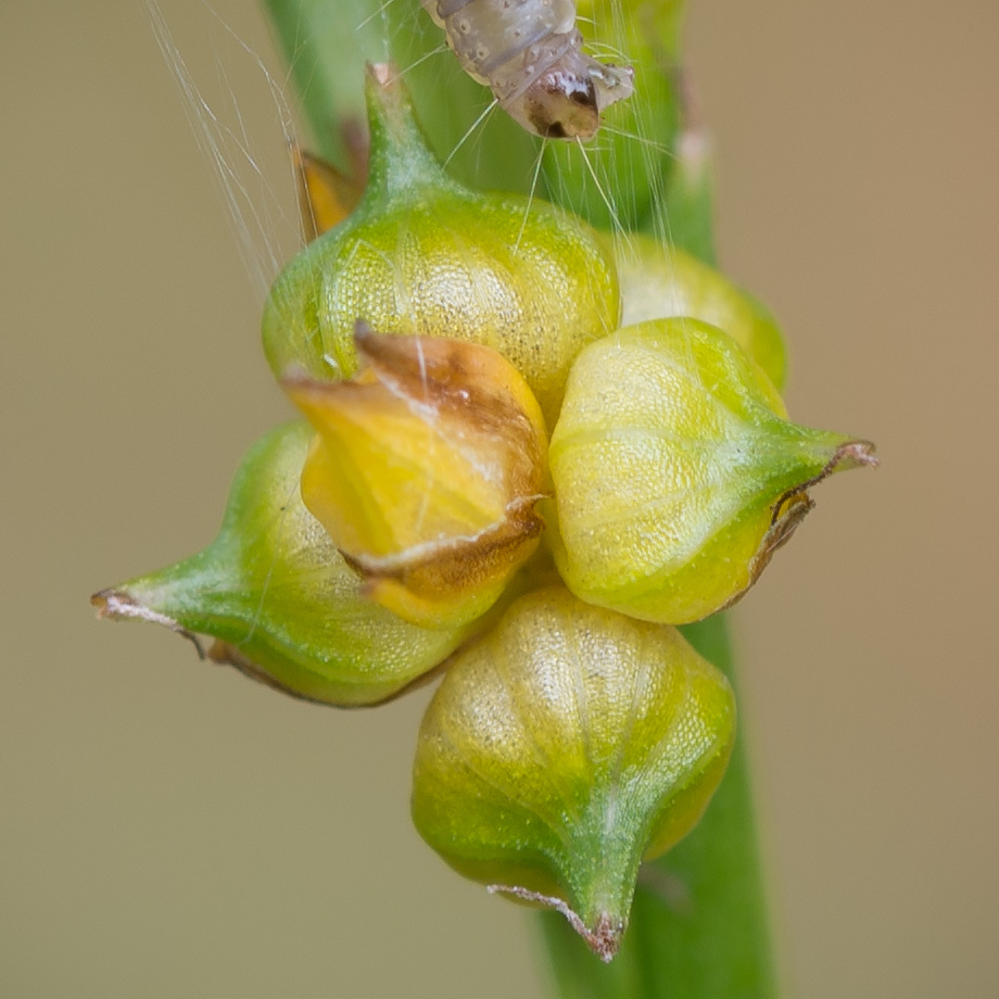 Изображение особи Carex bergrothii.