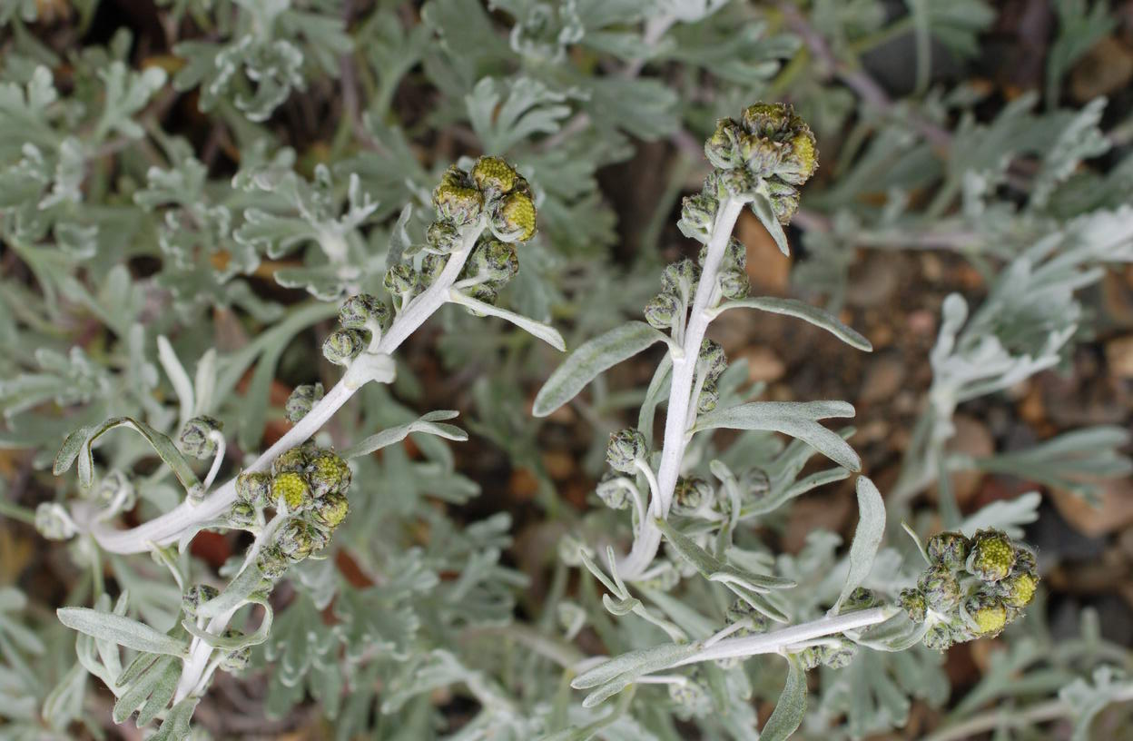 Image of Artemisia kruhsiana specimen.