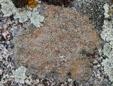 genus Aspicilia