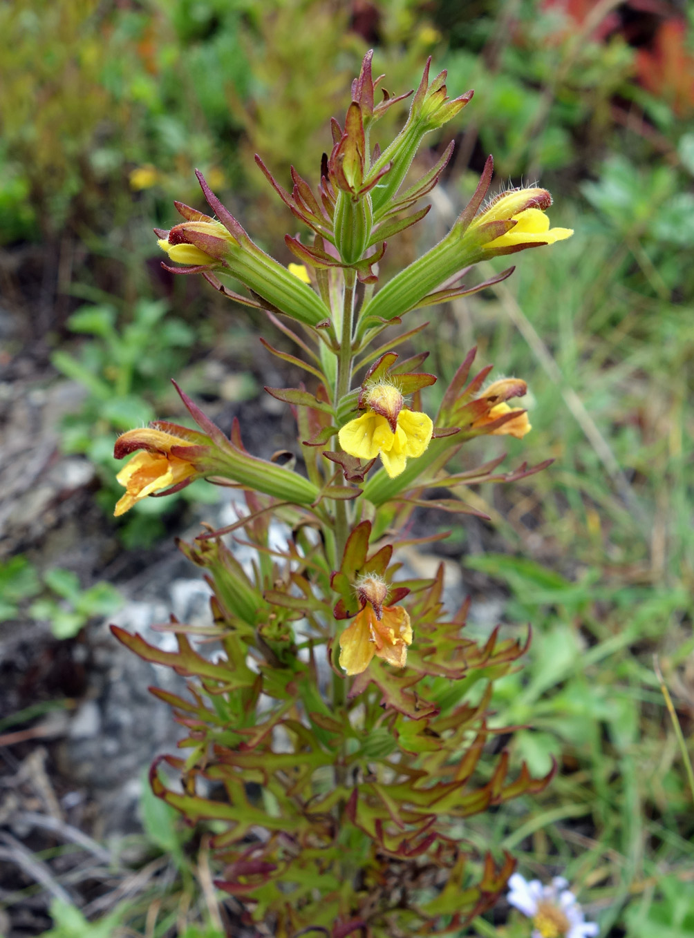 Изображение особи Siphonostegia chinensis.