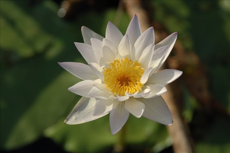 Image of genus Nymphaea specimen.