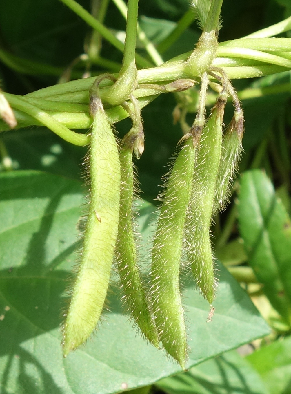 Image of Glycine soja specimen.