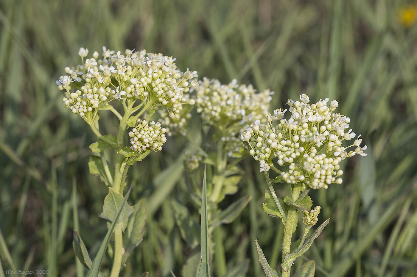 Image of Cardaria draba specimen.