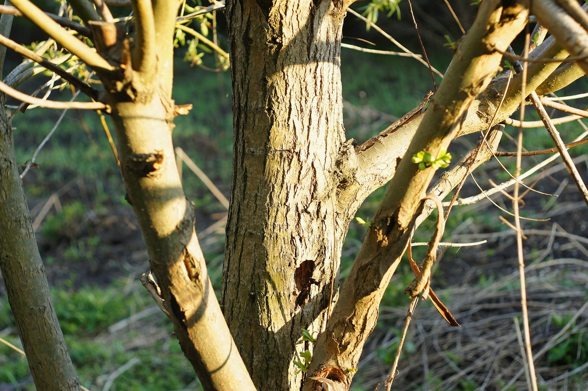 Изображение особи Salix &times; fragilis.