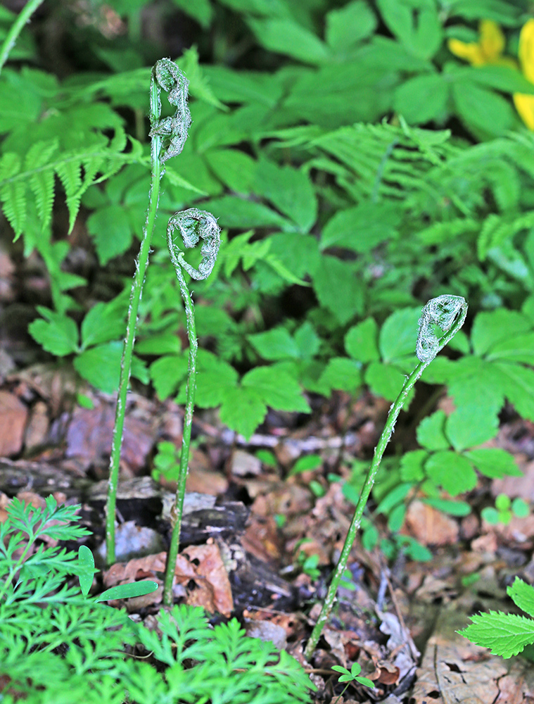 Изображение особи Dryopteris goeringiana.