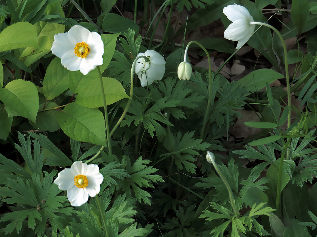 Image of Anemone sylvestris specimen.