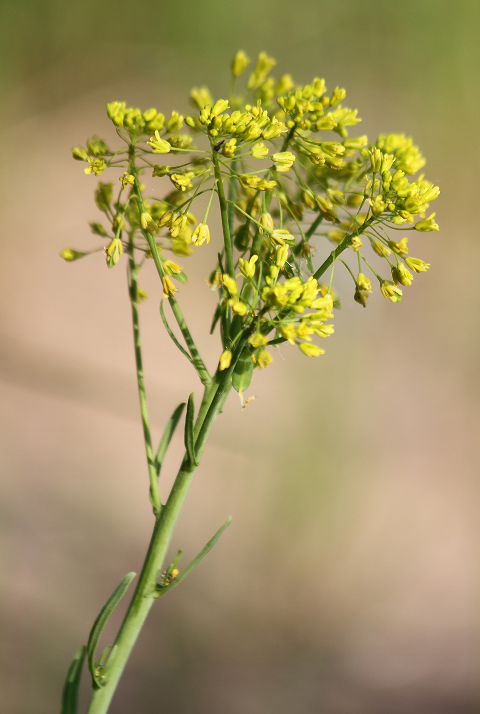 Image of Isatis tinctoria specimen.