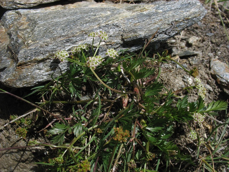 Изображение особи Chaerophyllum humile.